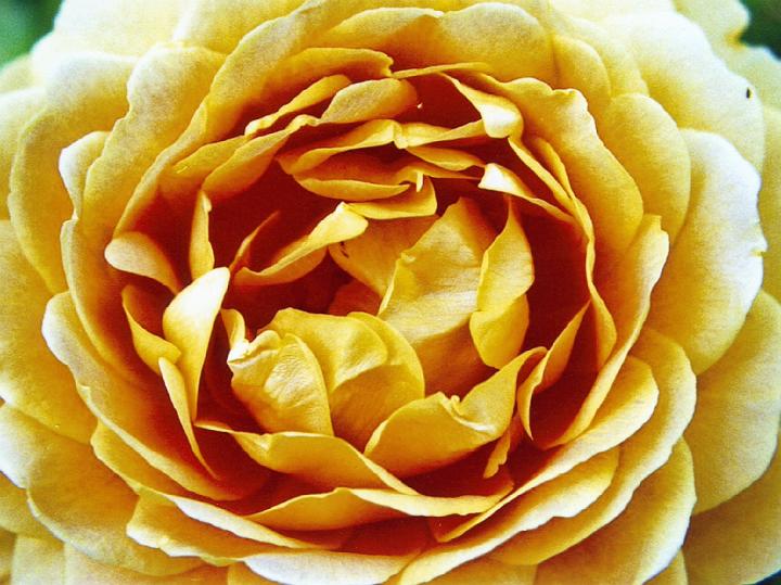 (31) rose.jpg